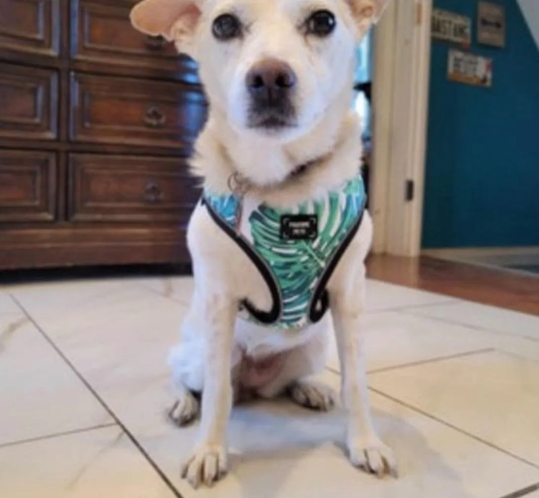 Adjustable PET HARNESS