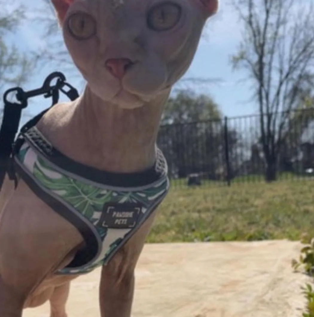 Adjustable PET HARNESS