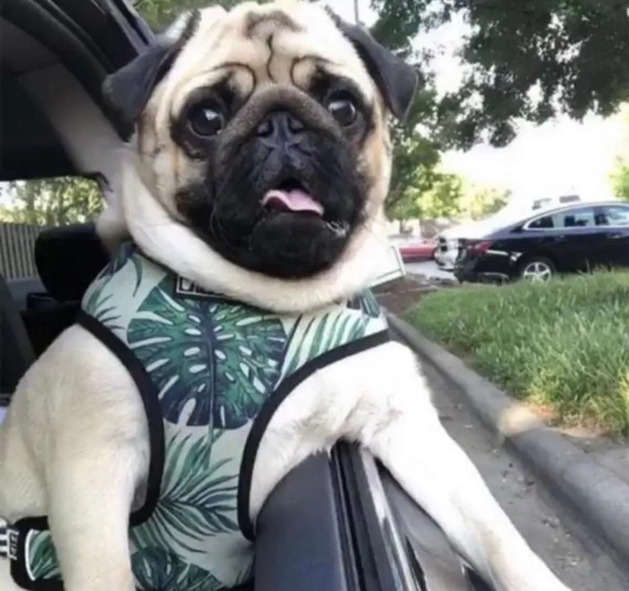 Adjustable PET HARNESS