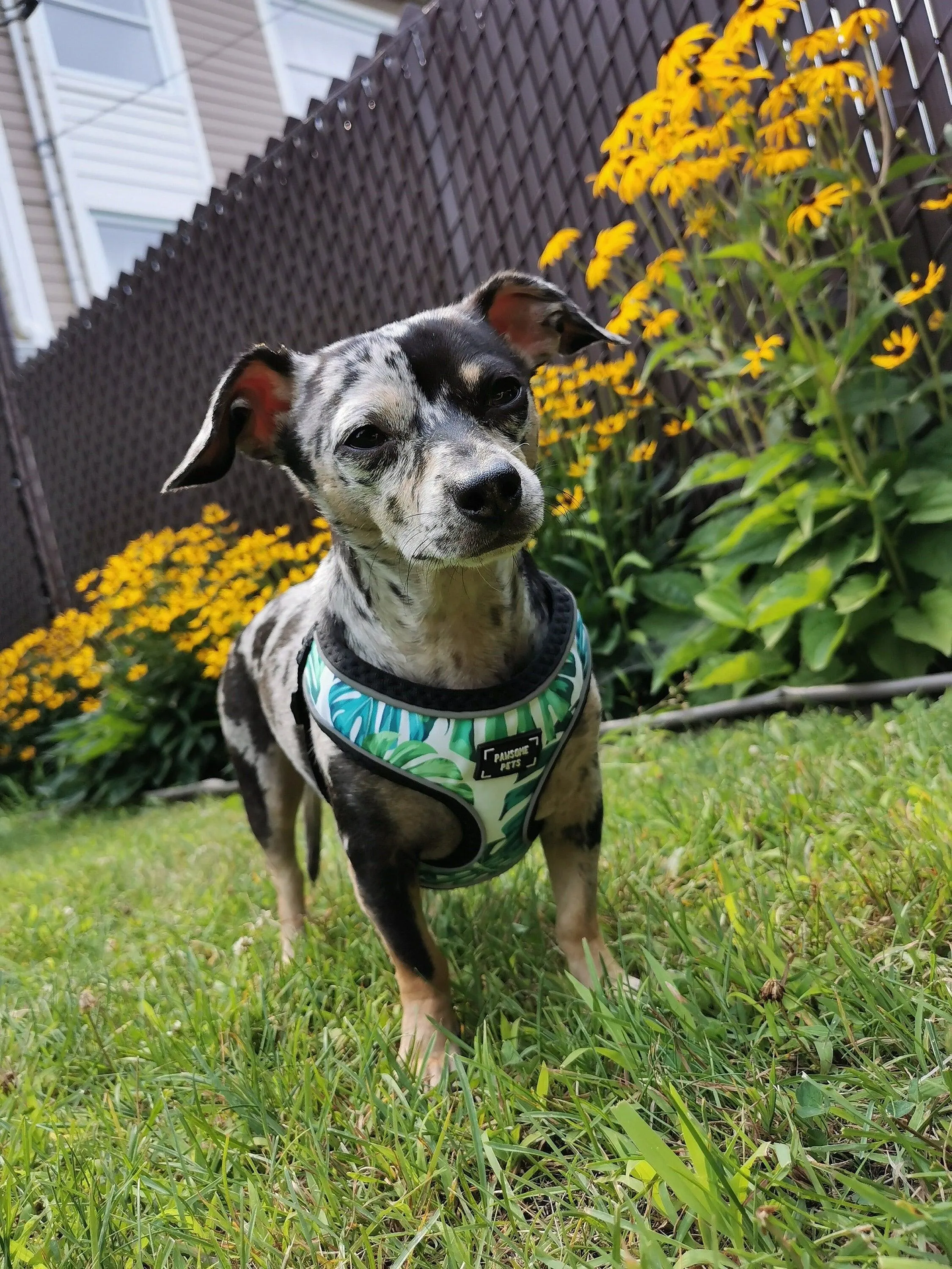 Adjustable PET HARNESS