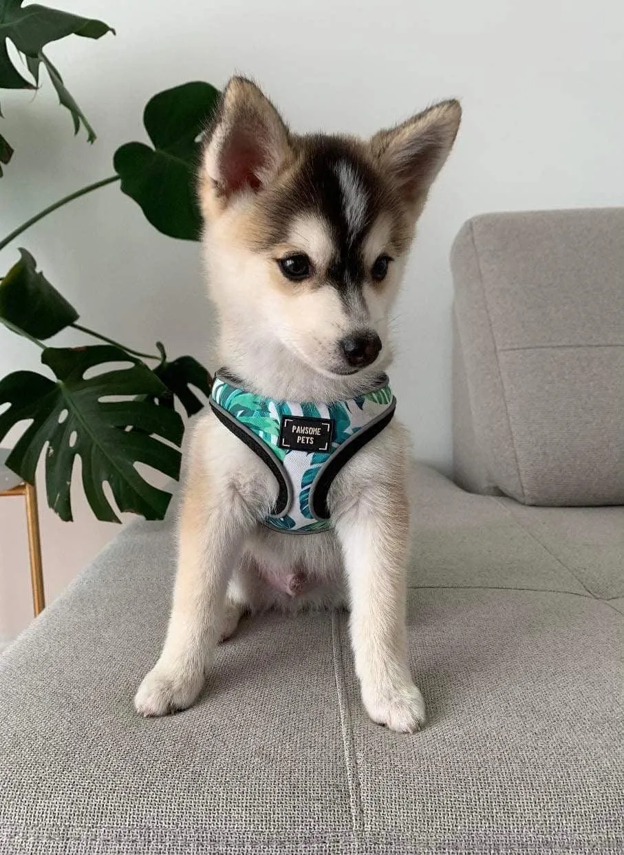 Adjustable PET HARNESS