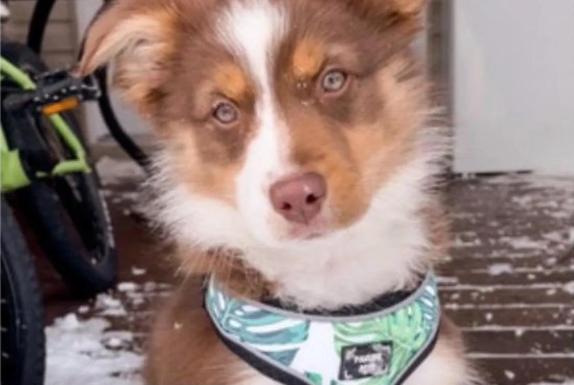 Adjustable PET HARNESS