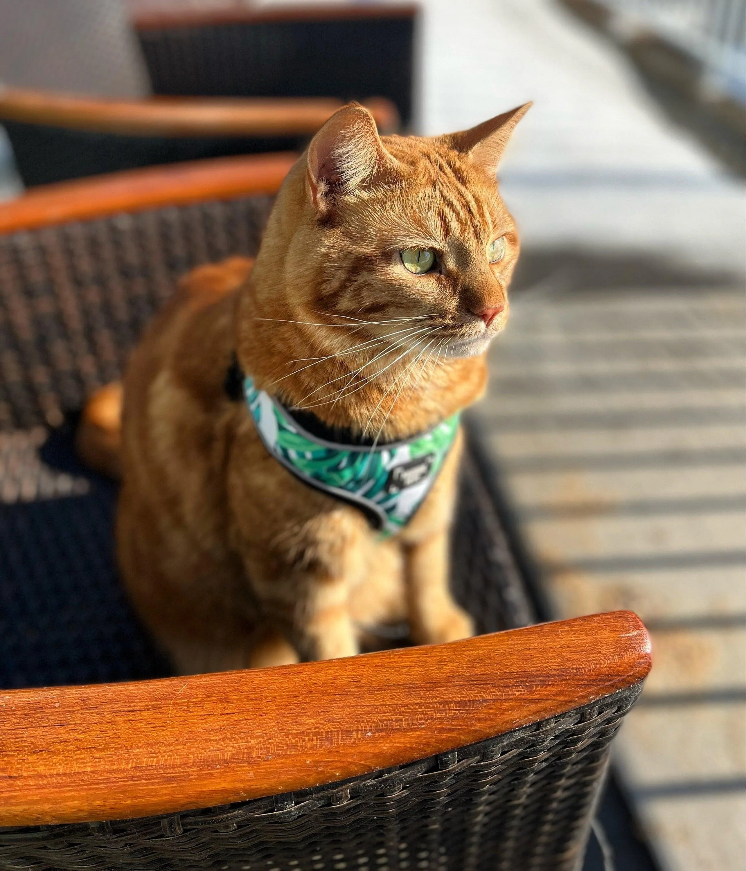 Adjustable PET HARNESS