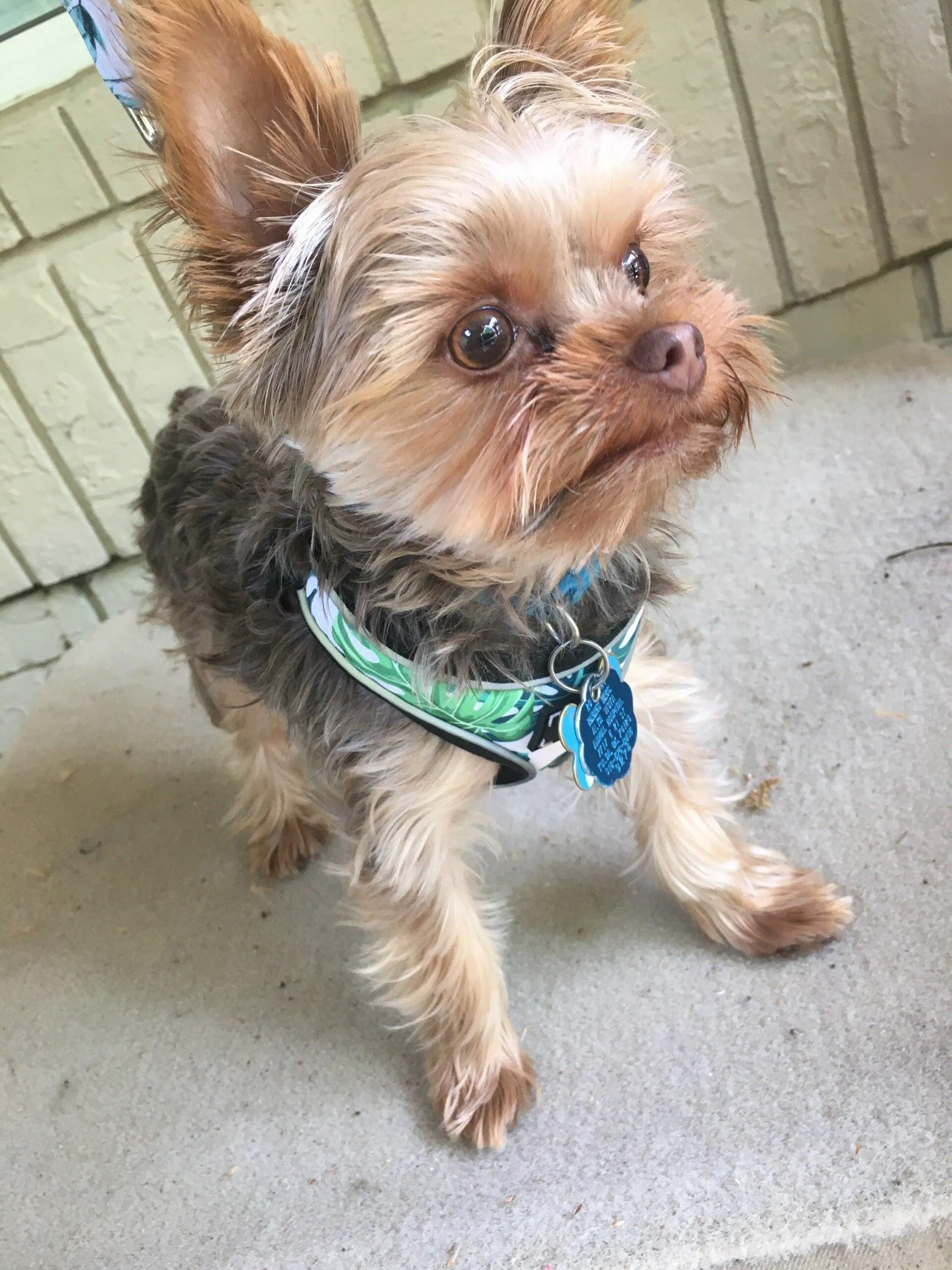 Adjustable PET HARNESS