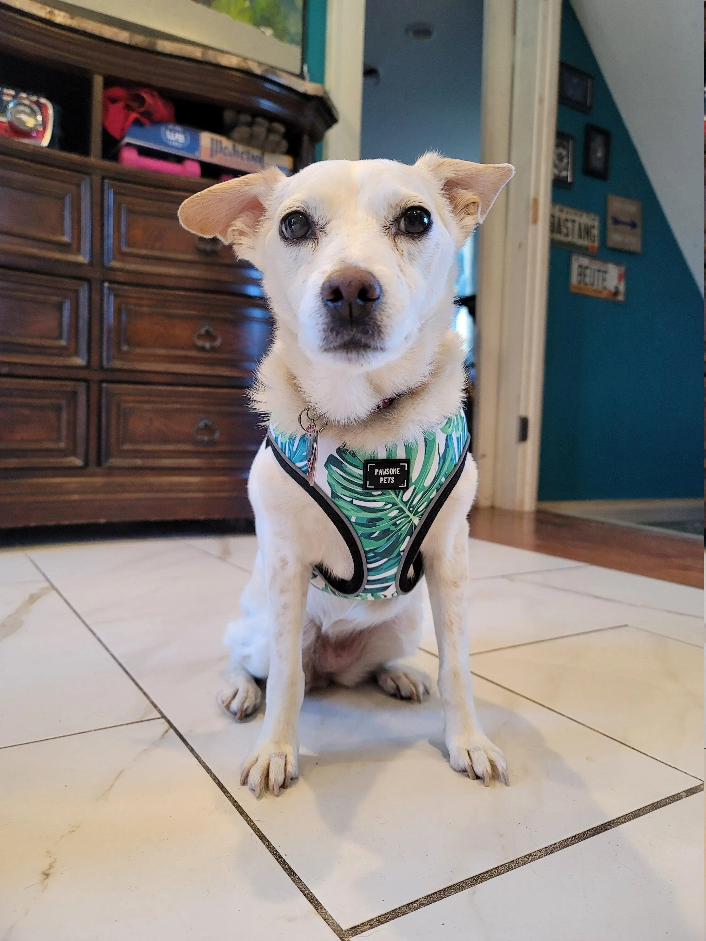 Adjustable PET HARNESS