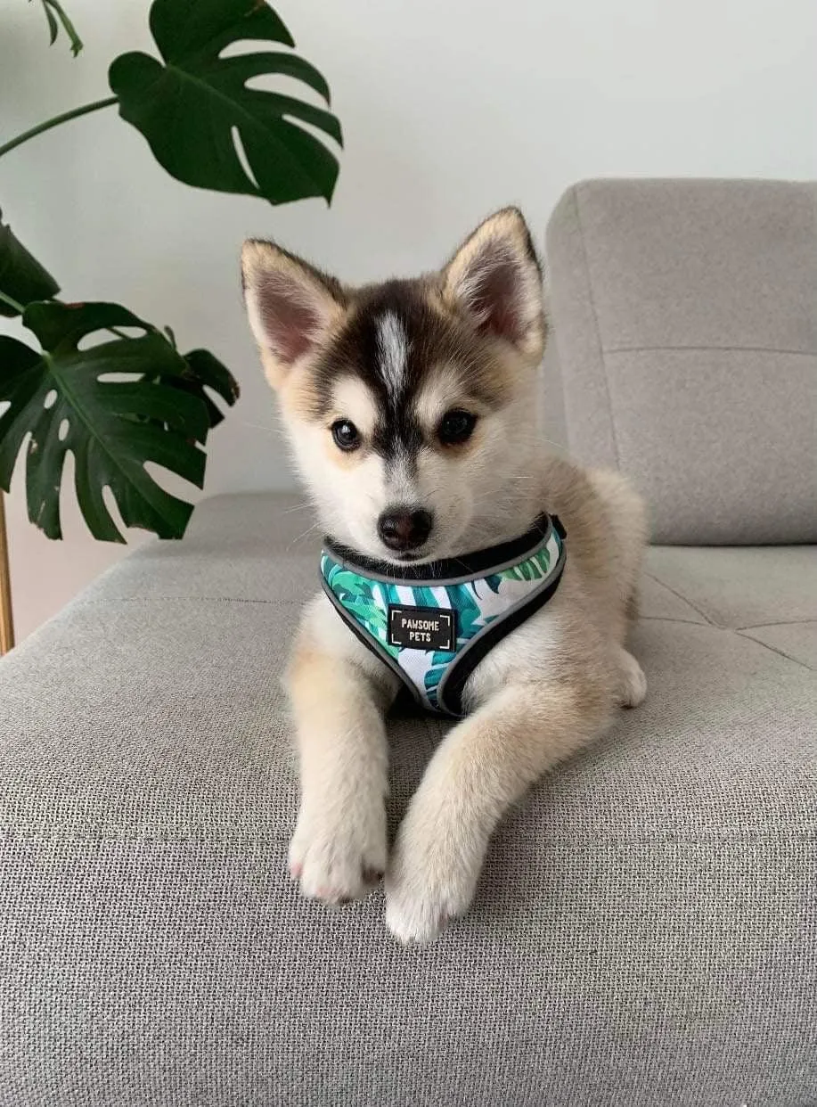 Adjustable PET HARNESS