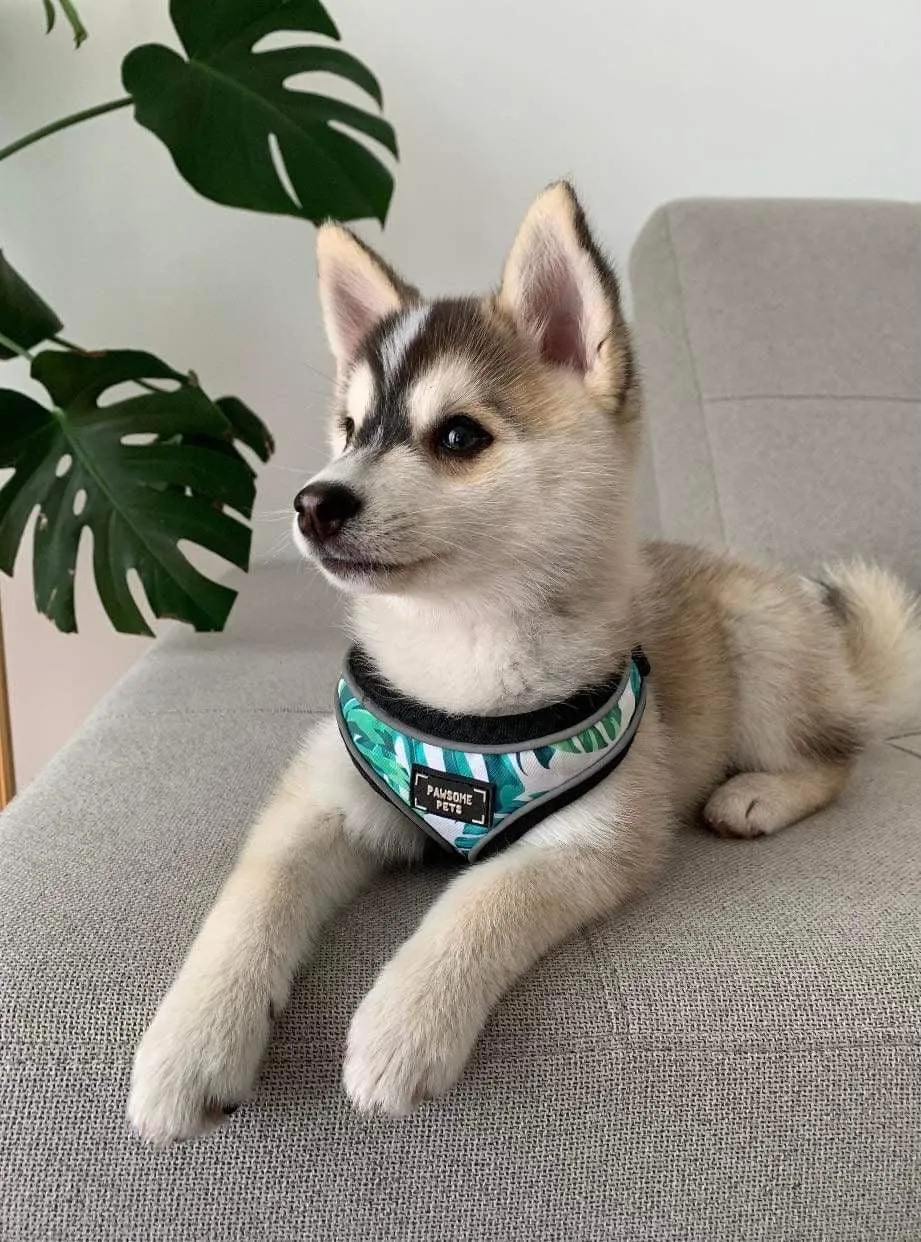 Adjustable PET HARNESS