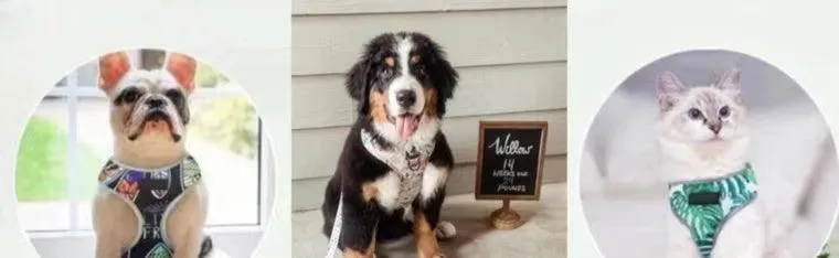 Adjustable PET HARNESS