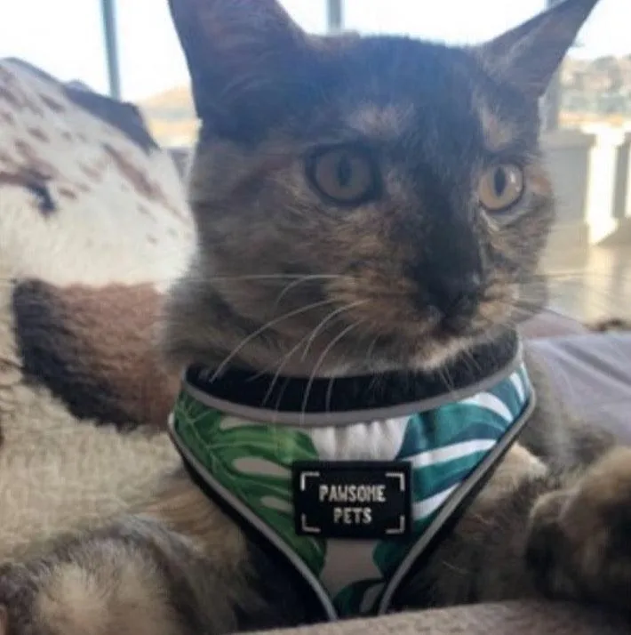 Adjustable PET HARNESS