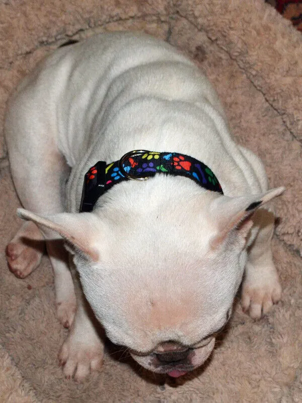 Halloween Candy Corn dog collar handmade adjustable buckle collar 1"wide or leash Petcollarshandmade