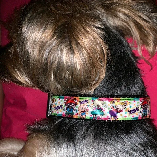 Halloween Candy Corn dog collar handmade adjustable buckle collar 1"wide or leash Petcollarshandmade